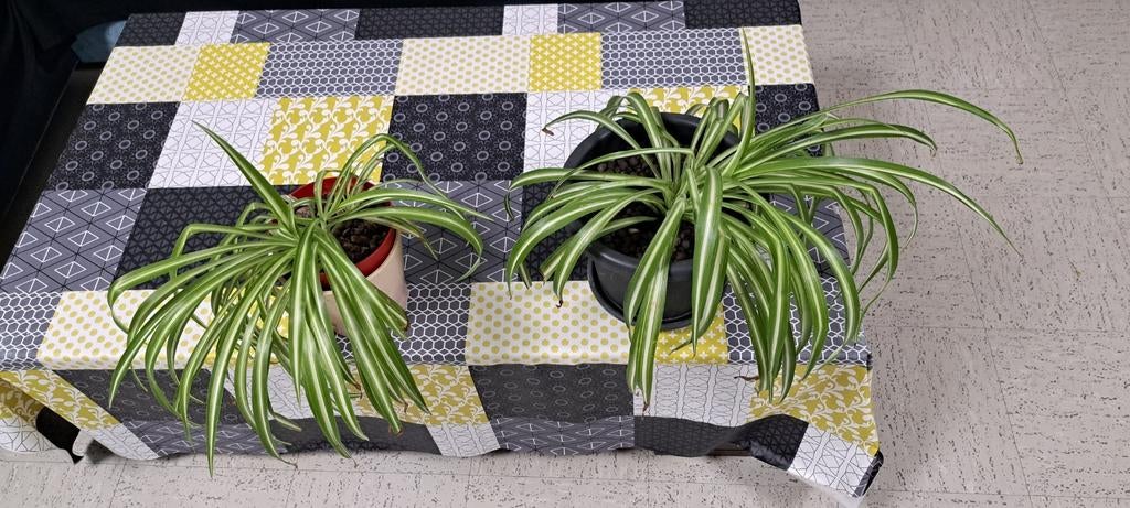 Chlorophytum comosum : plante araignée, Enlèvement