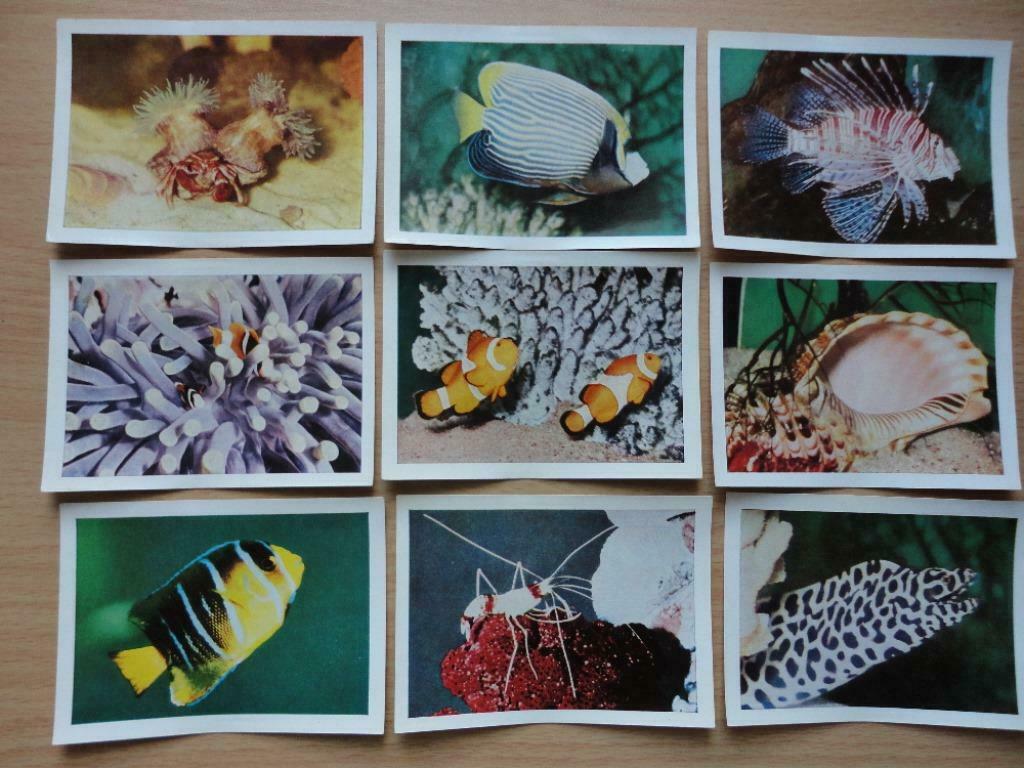99 photos faunaflor aquatic ( côte d' or ) images parfaites, Collections, Enlèvement ou Envoi, Neuf