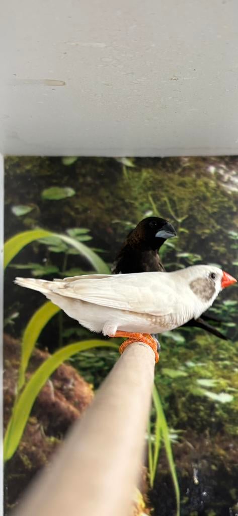 Zebravinken witte zwartwang, Dieren en Toebehoren, Vogels | Overige Vogels, Meerdere dieren