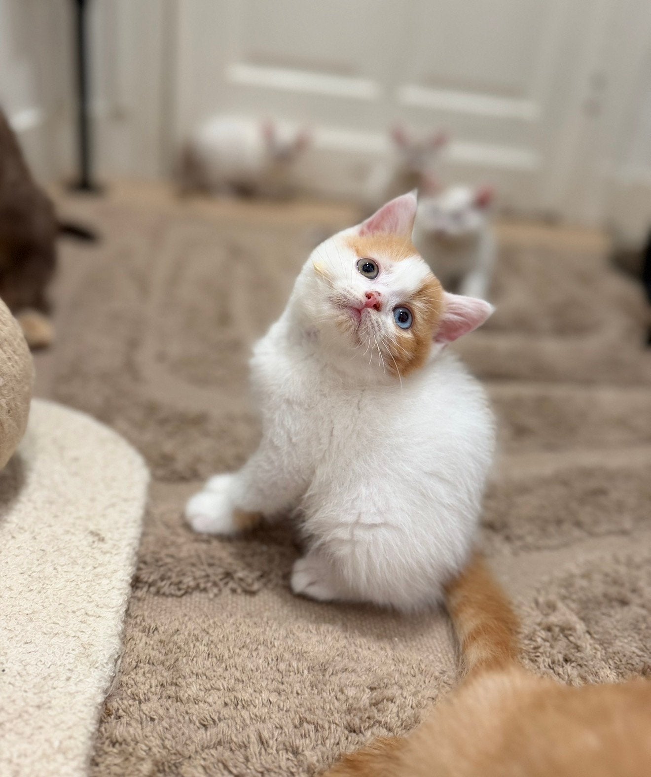 Race : British Shorthair, Chat, Avec pedigree, 0 à 2 ans