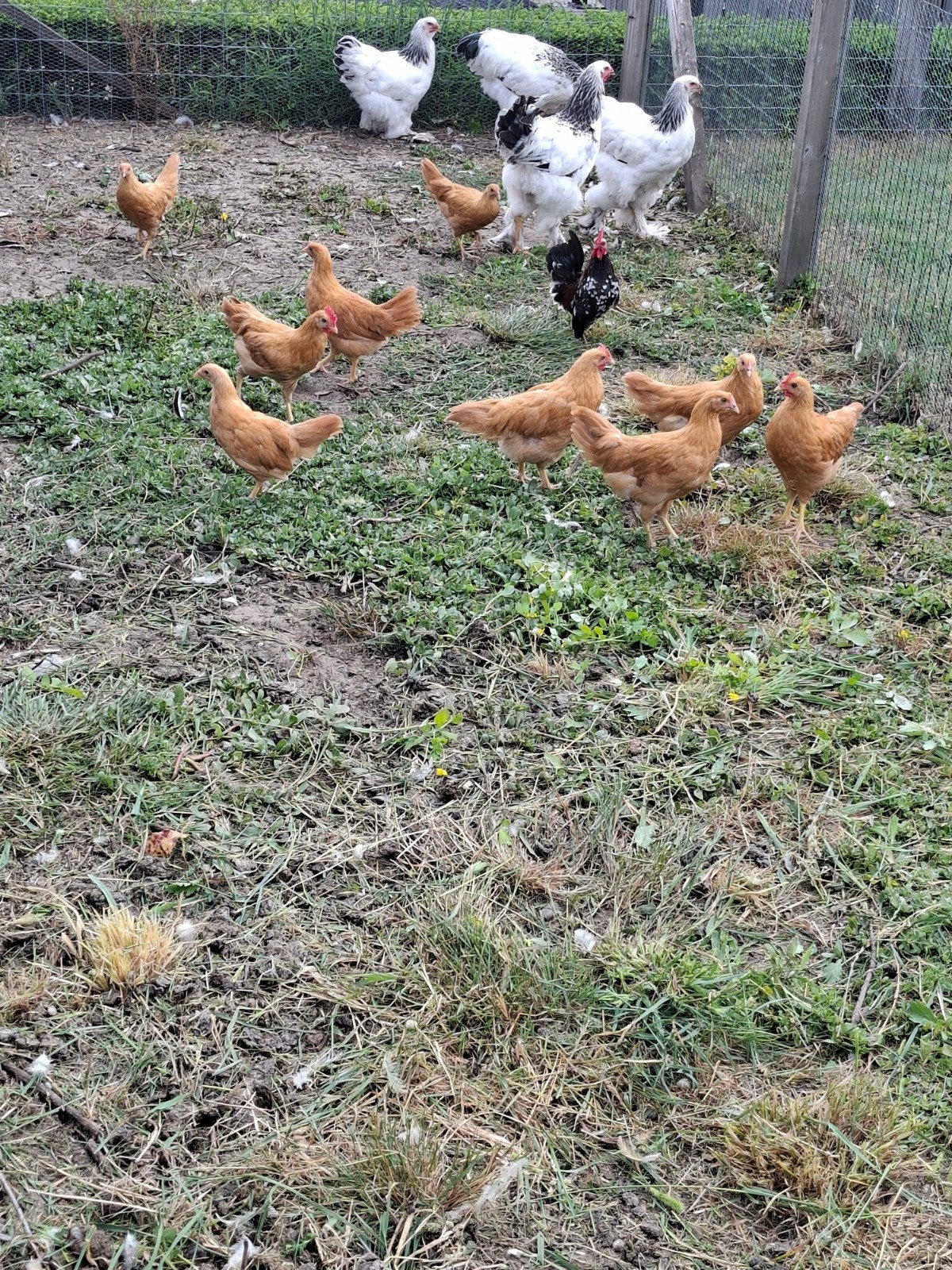 Leghorn buff