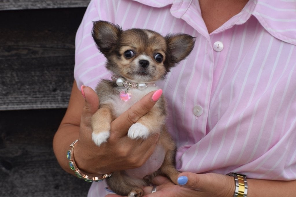 Chiots chihuahua, nouvelles portées, 15 semaines à 1 an, Plusieurs animaux, Éleveur | Professionnel, Plusieurs