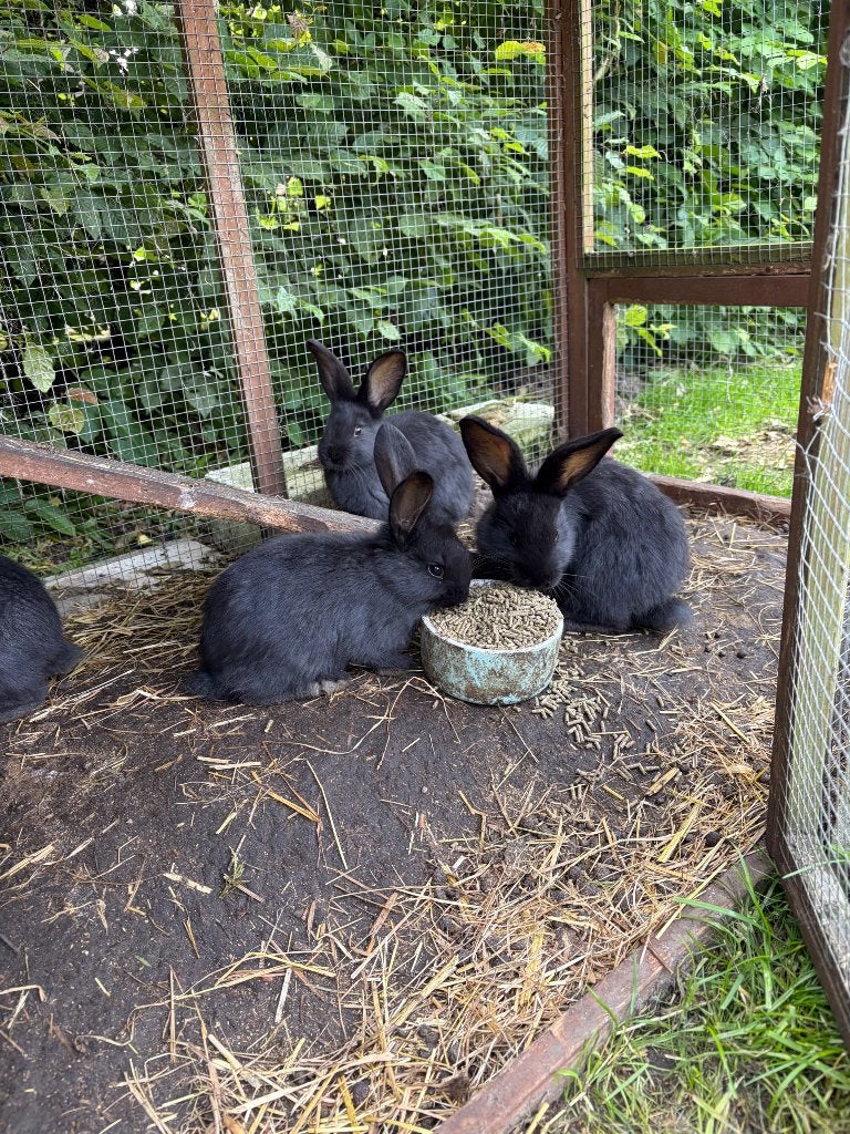 Vlaamse reusjes, Plusieurs animaux, Grand, 0 à 2 ans