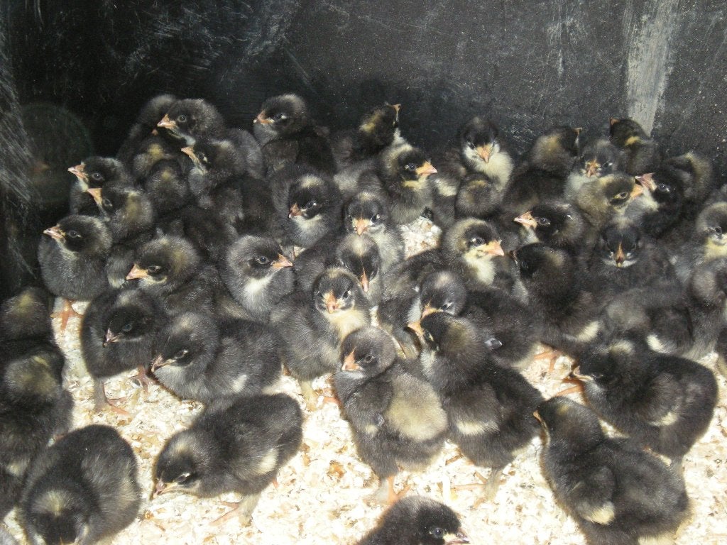 Kuikens Mechelse koekoek, Dieren en Toebehoren, Pluimvee