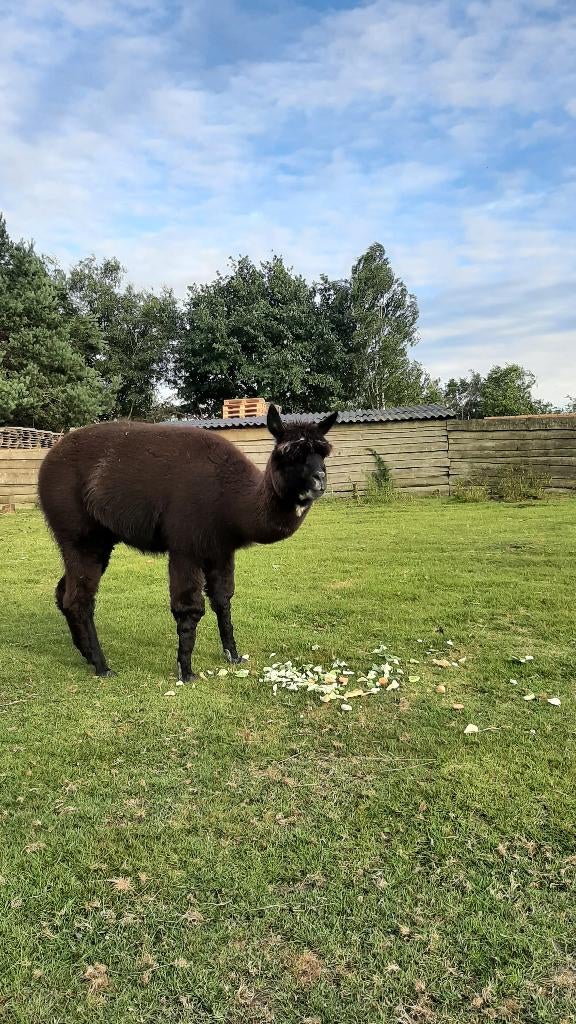 Alpaca, Dieren en Toebehoren, Mannelijk, 3 tot 5 jaar