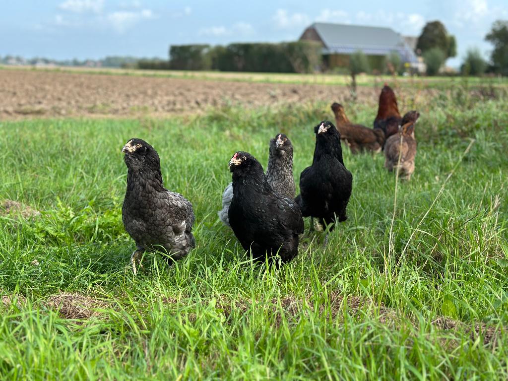Jonge tamme Araucana kippen gesekst en ingeënt, Dieren en Toebehoren, Pluimvee, Vrouwelijk, Kip