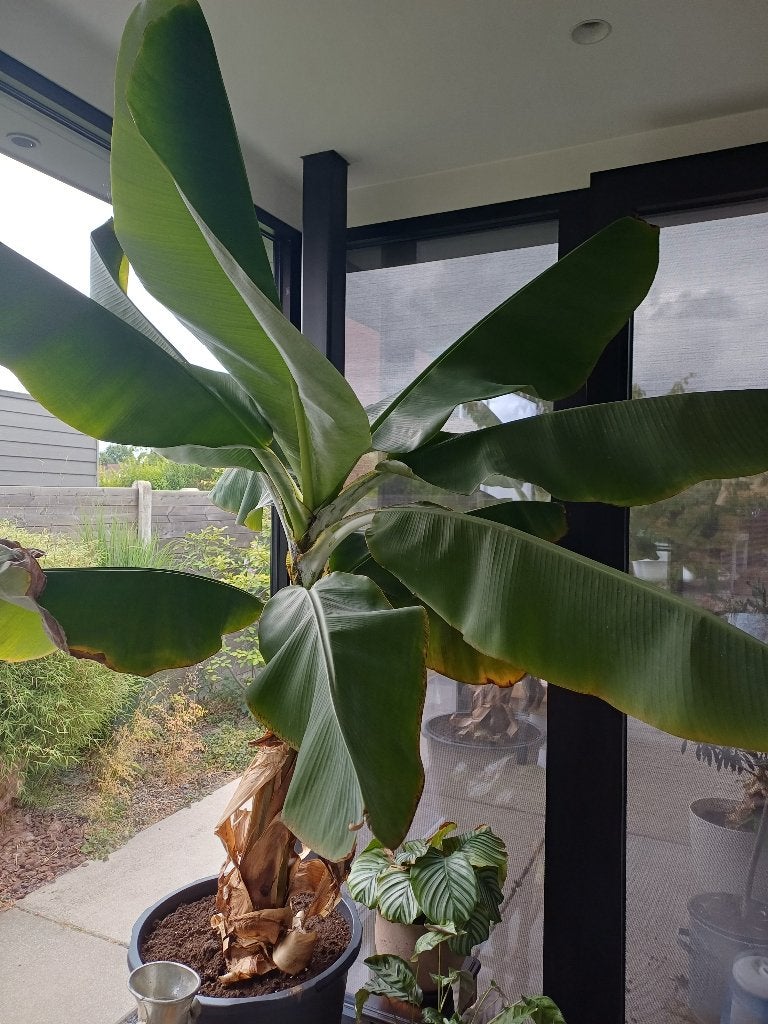 Musa dwarf, Maison & Meubles, Plantes d'intérieur, Moins de 100 cm, Enlèvement, Plante fruitière, Plante verte
