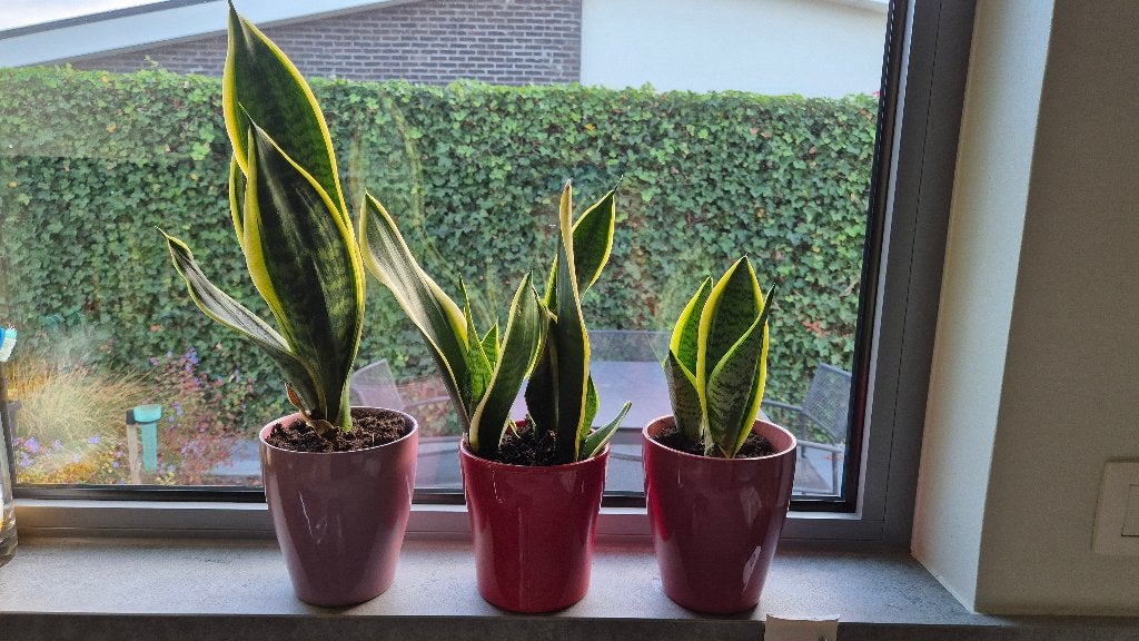 sanseveria of vrouwentong (plant), Ophalen, Vetplant, In pot