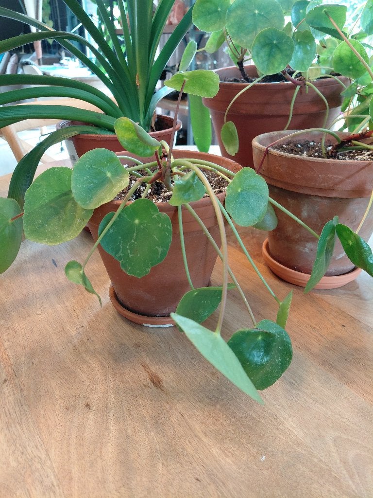 Pannenkoekplant Mojito + terracotta pot, Tuin en Terras, Ophalen, Terracotta