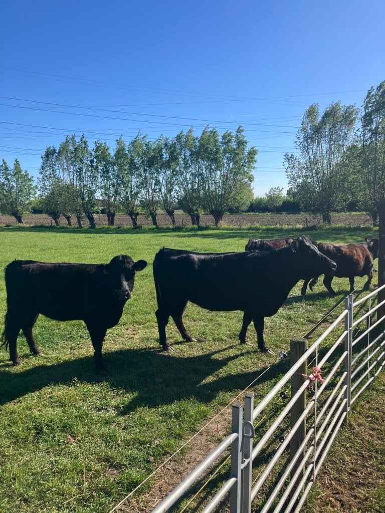 4 dexters, Dieren en Toebehoren, Januari, Vrouwelijk