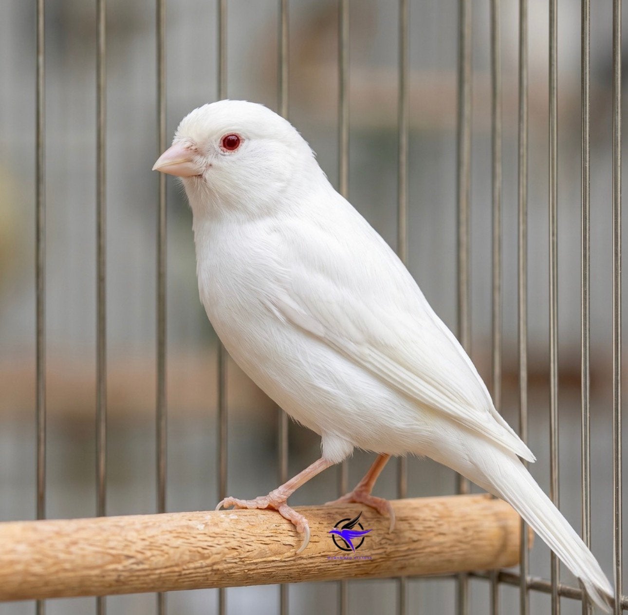 Gezocht: witte kanarie Albino