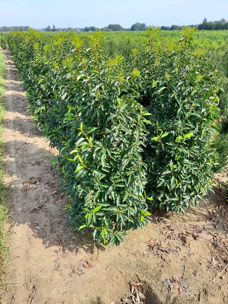 Prunus Lusitanica Angustifolia = Portugese Laurier, Enlèvement, Laurier