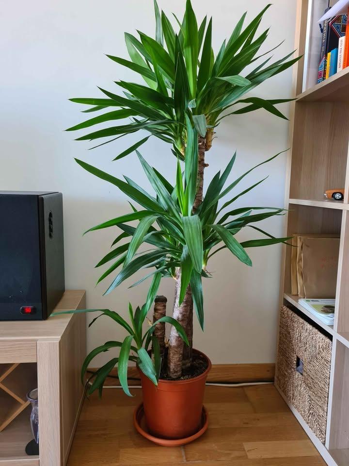 Yucca 120cm, Autres espèces, Ne fleurit pas, Plein soleil, Enlèvement