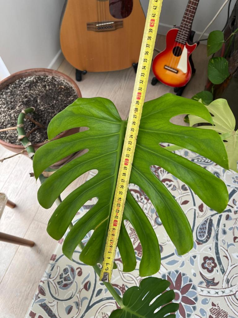 Plante Monstera, Enlèvement