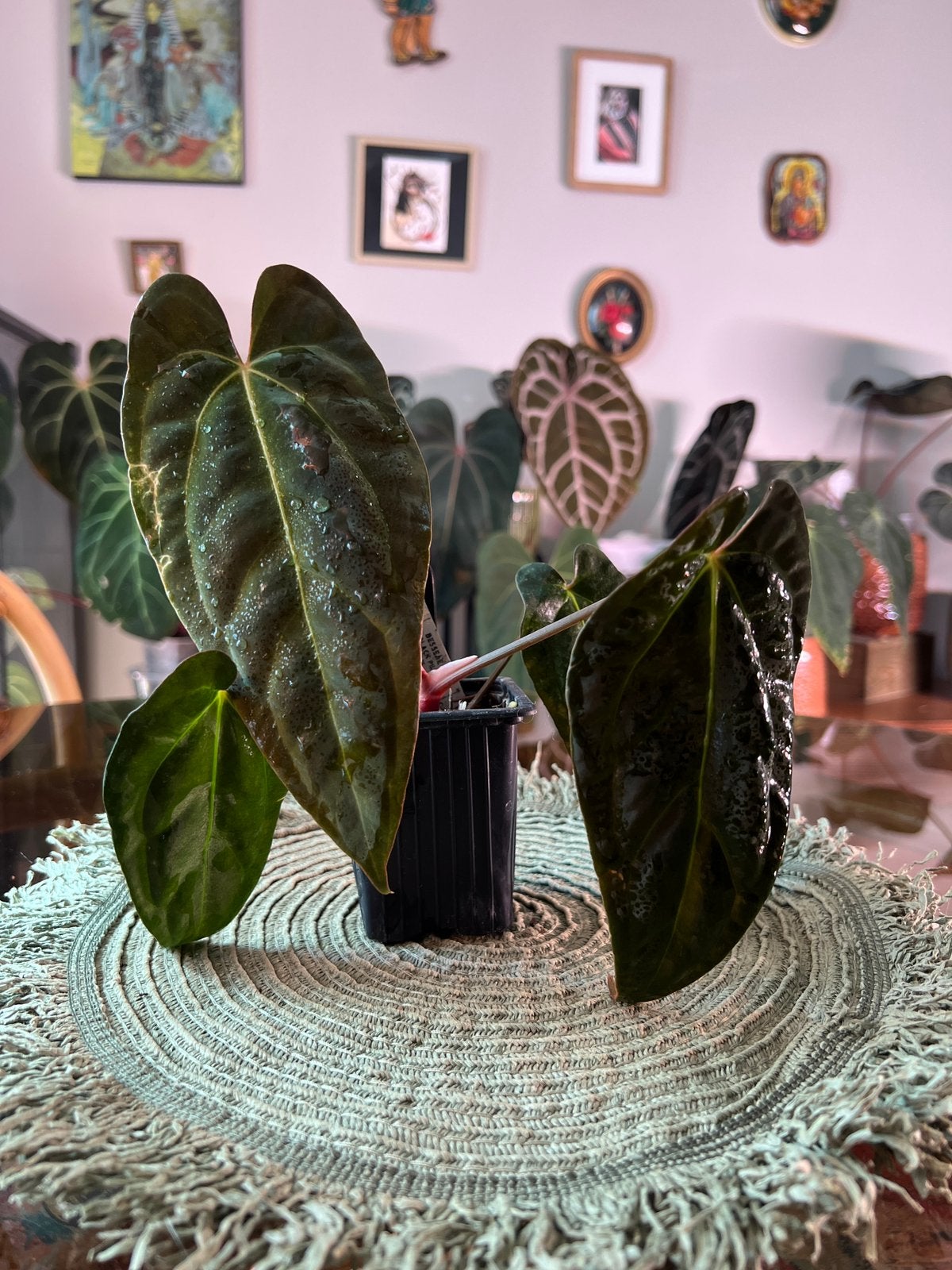 Anthurium Fort Sherman x Besseae Black pillow, Enlèvement ou Envoi