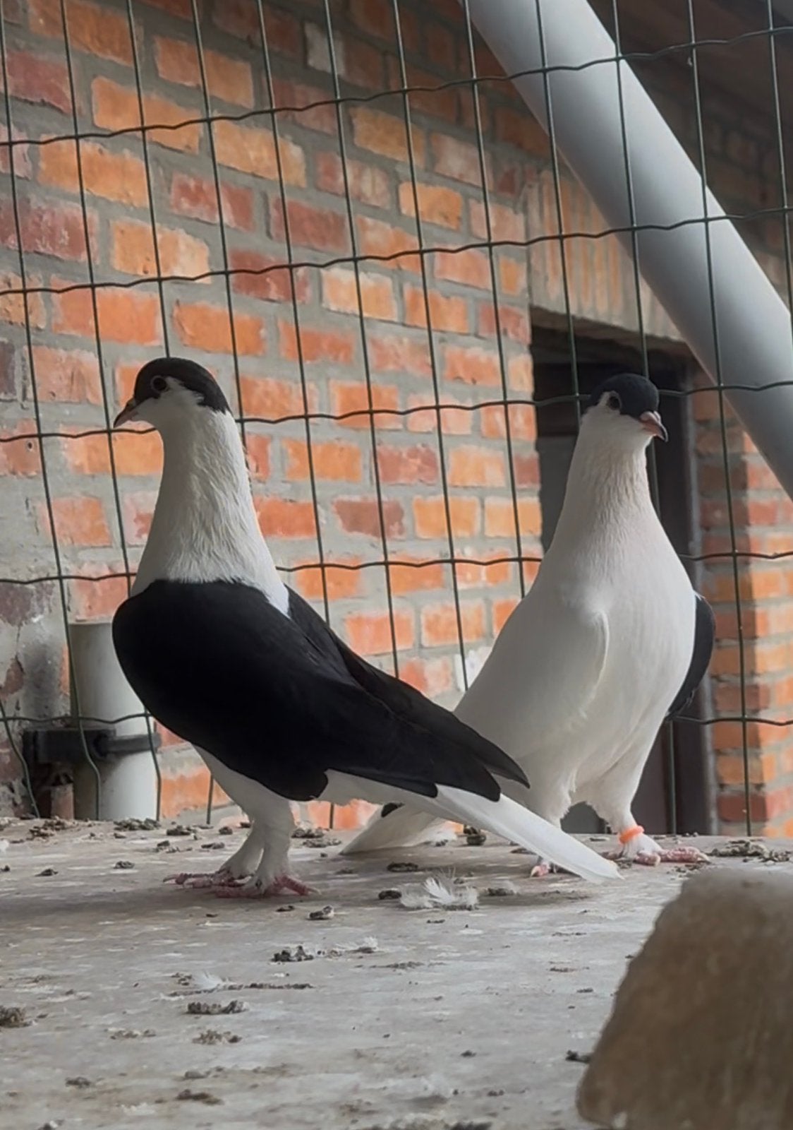 Afghansse Duiven, Dieren en Toebehoren