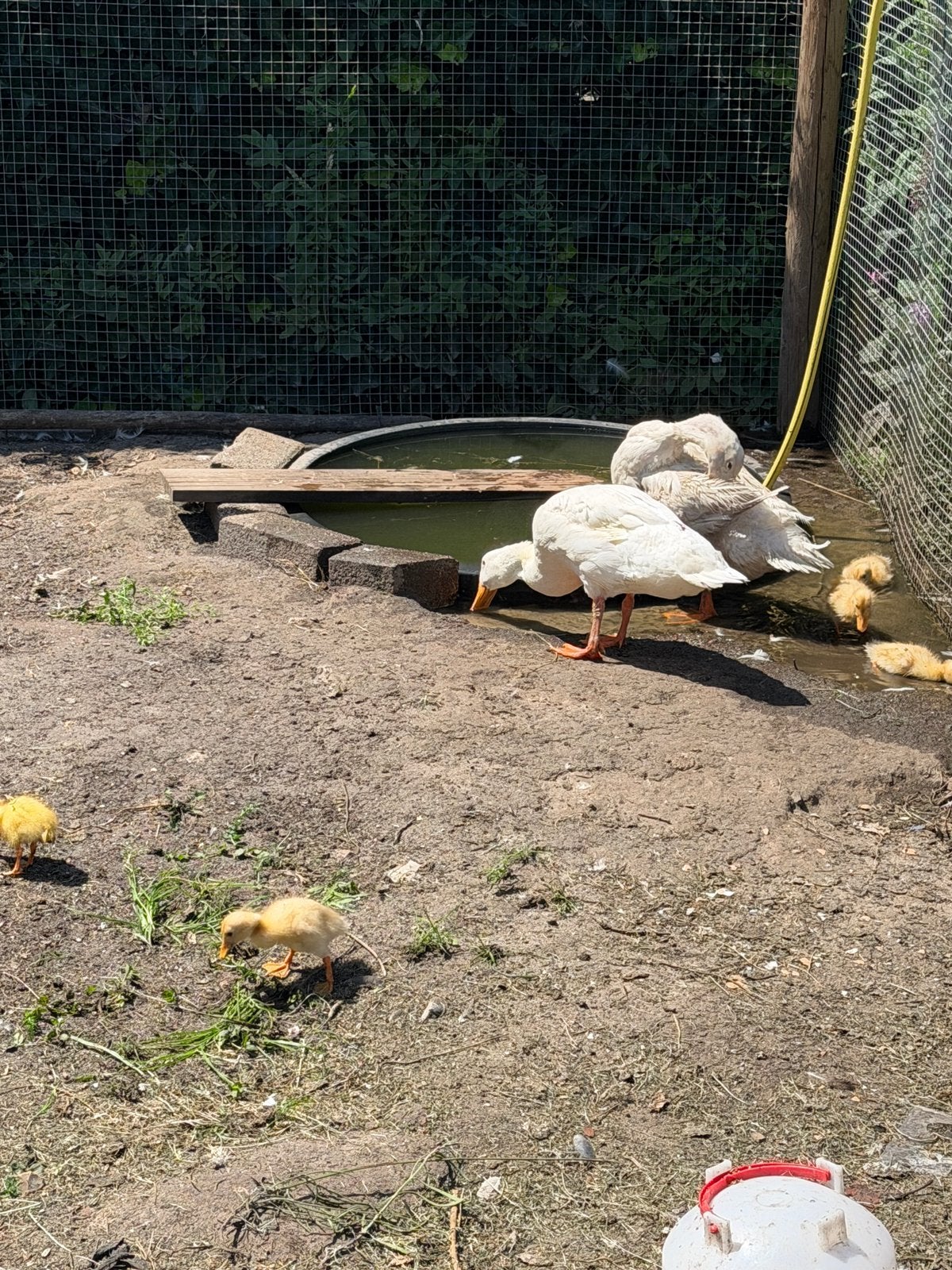 Loopeend kuikentjes, Dieren en Toebehoren, Geslacht onbekend