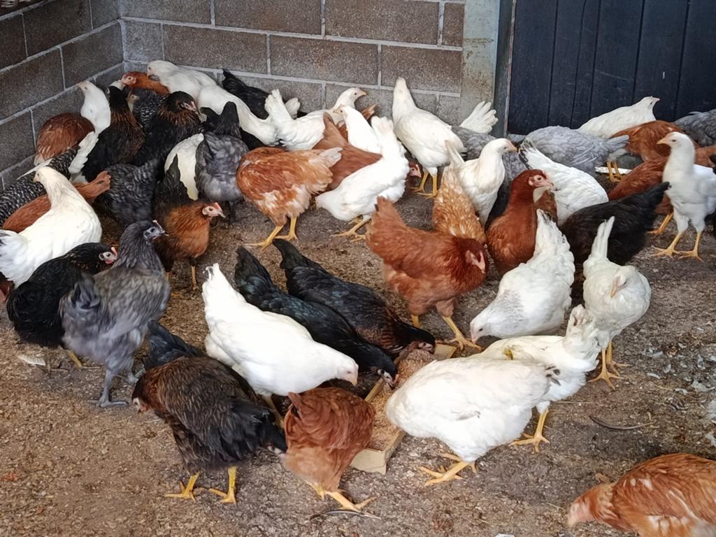 jonge legkippen promo !!, Dieren en Toebehoren, Pluimvee, Kip