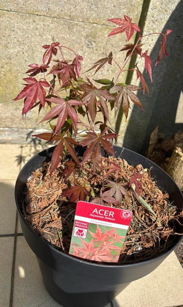 Japanese Acer Atropurpureum red Japanse esdoorn, Tuin en Terras, Planten | Bomen, Ophalen