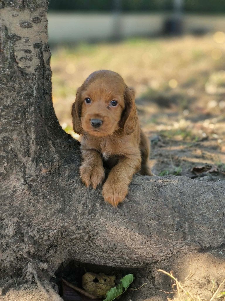 prachtige cockapoo pups bij ons geboren!!, Dieren en Toebehoren, België, CDV (hondenziekte), 8 tot 15 weken, Meerdere