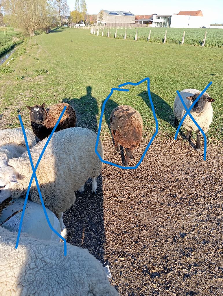 ram, Dieren en Toebehoren, Schapen, Geiten en Varkens, Mannelijk, Schaap, 0 tot 2 jaar