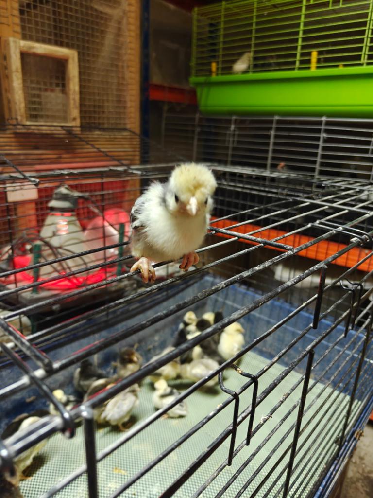 Kuikens en broedeieren beschikbaar, Animaux & Accessoires, Volatiles | Accessoires, Enlèvement