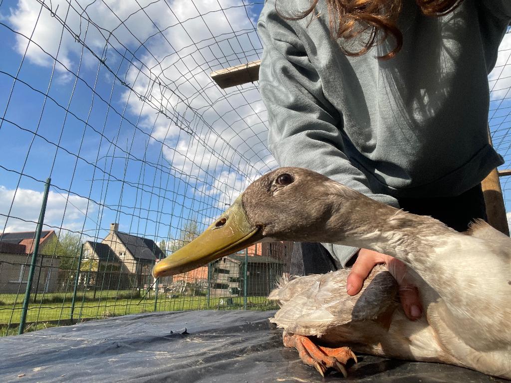 Loopeend  moet snel weg wegens te veel mannetjes, Animaux & Accessoires, Volatiles, Canard, Mâle