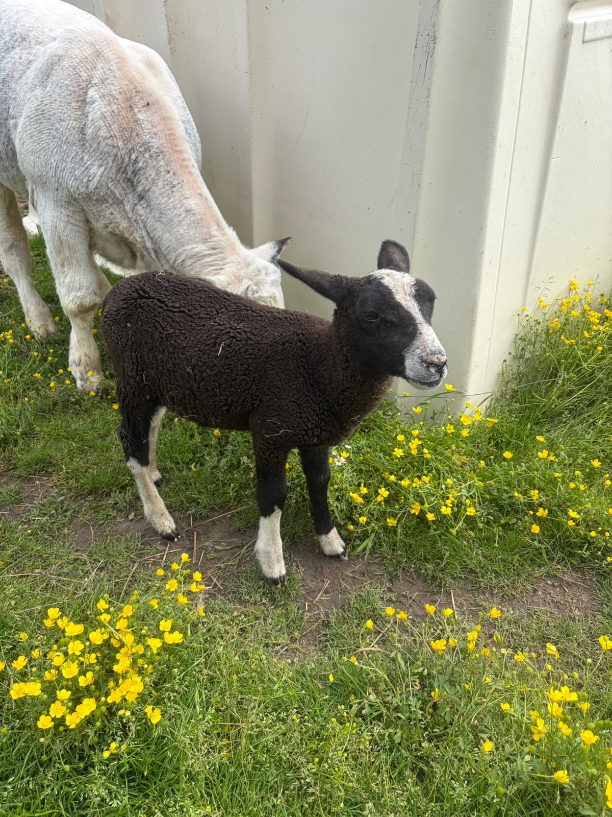 Papfles lam, Animaux & Accessoires, Moutons, Chèvres & Cochons