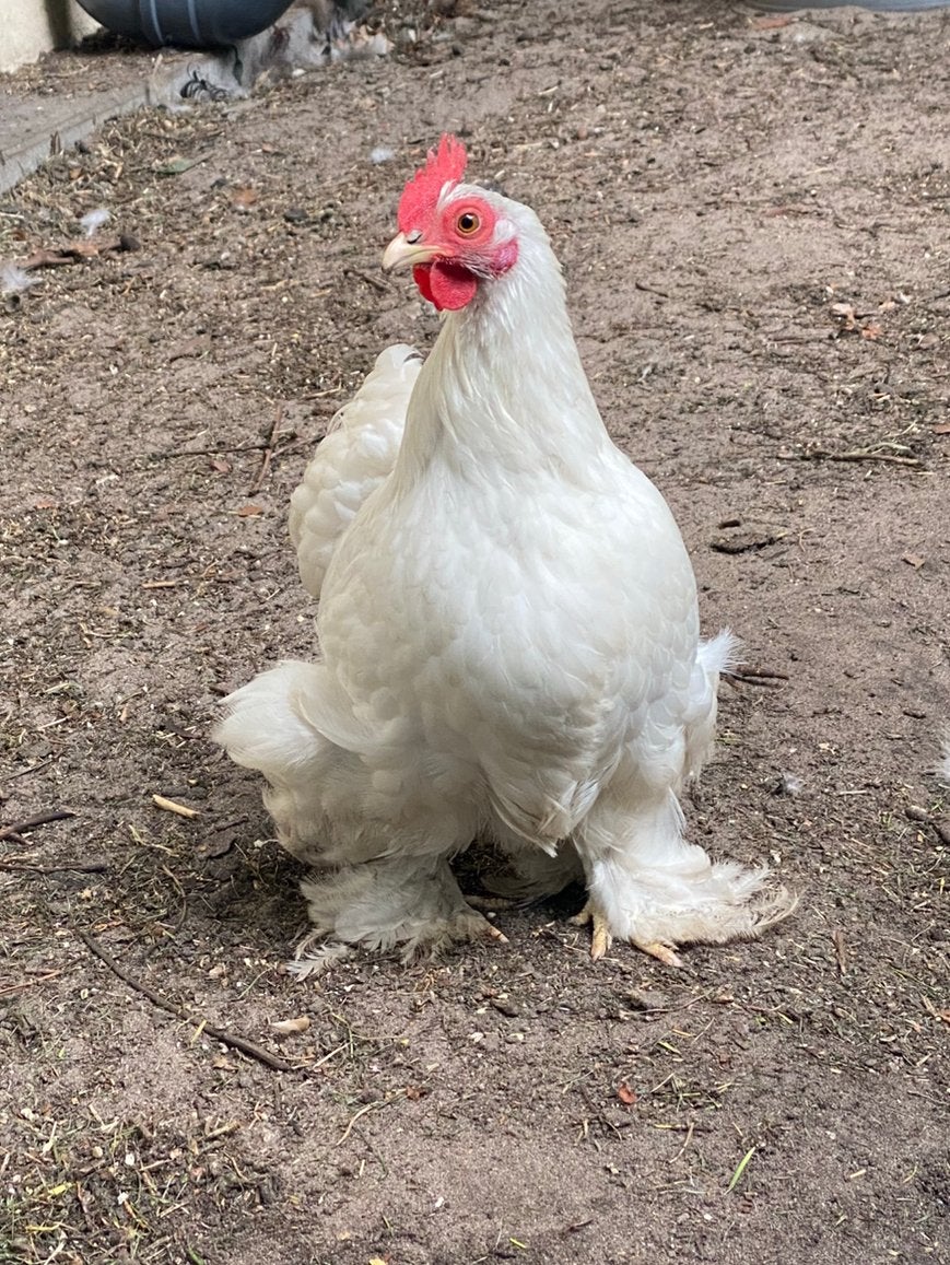 Cochin kriel hennen, Femelle, Poule ou poulet