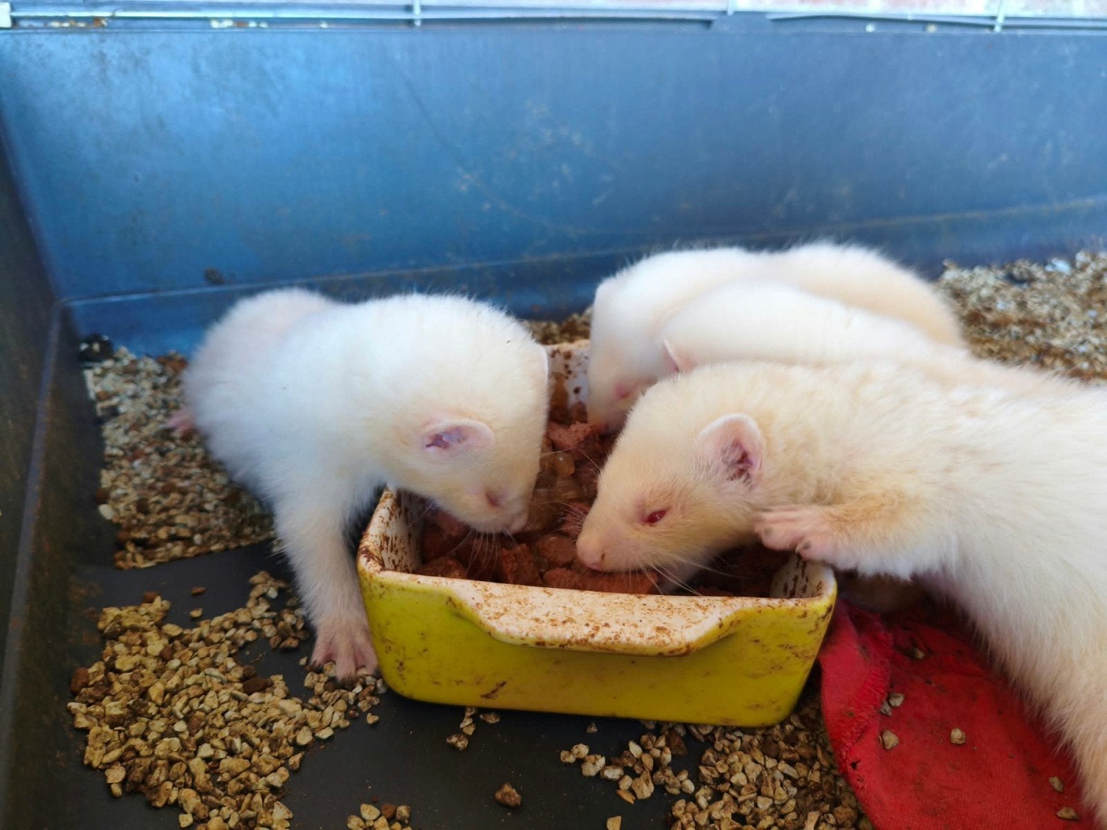 fretjes, Augustus, Meerdere dieren