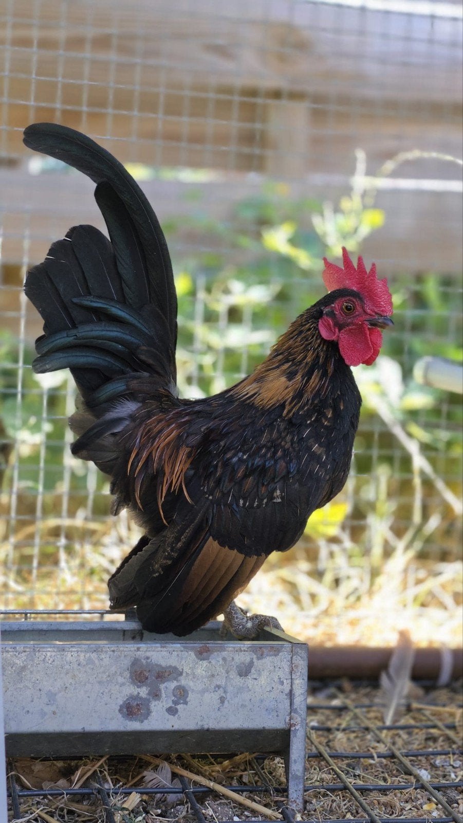 Jong Serama haantje die mag verhuizen., Mâle, Poule ou poulet