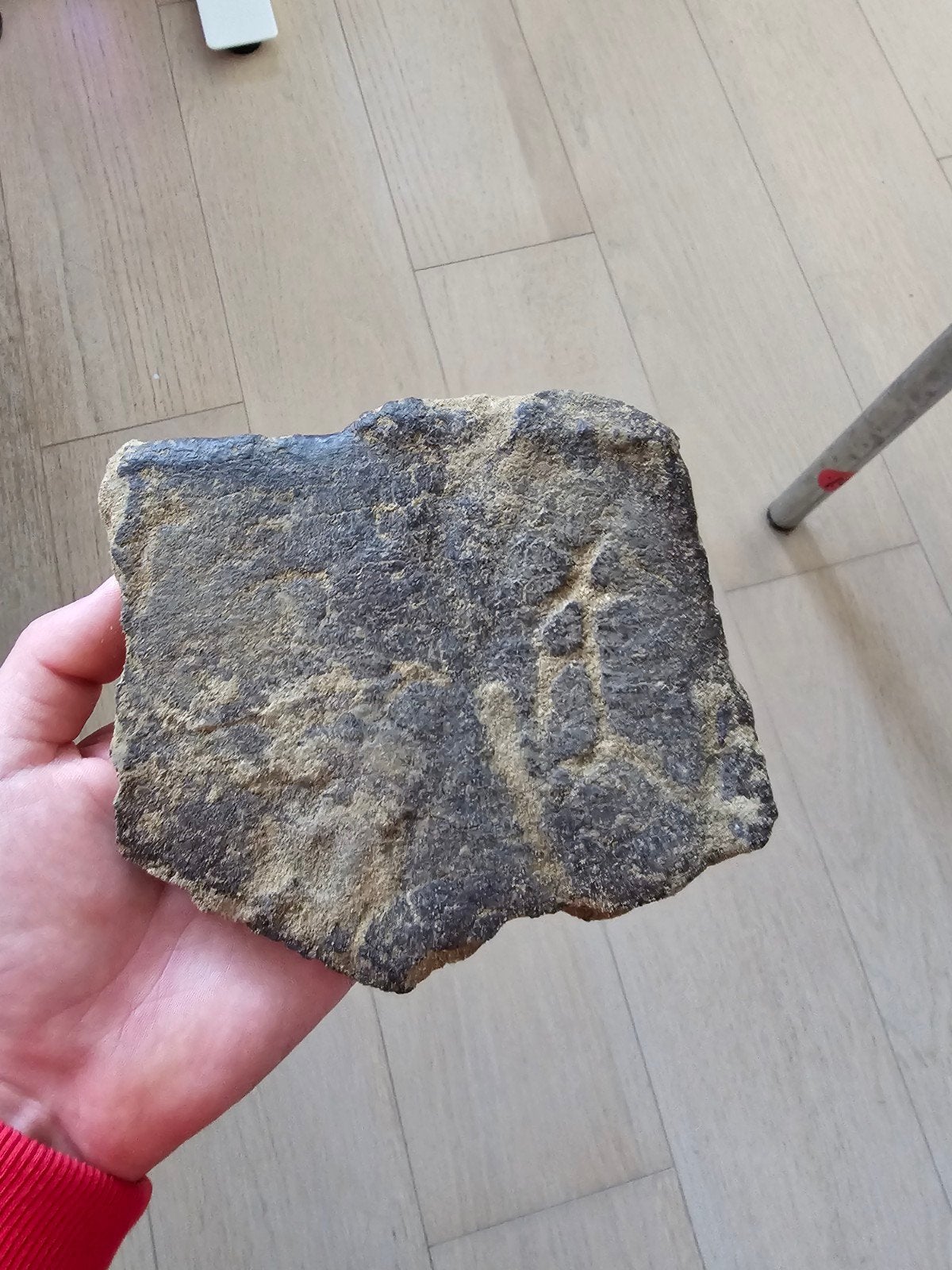 Grill Triceratops avec marques de morsures, Enlèvement ou Envoi, Fossile