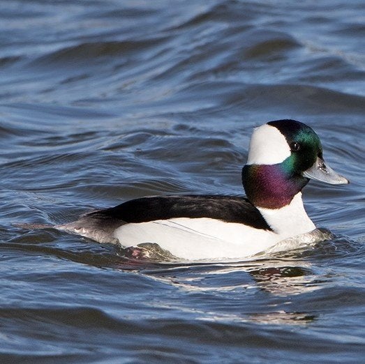 Buffelkopeenden @ paradijshof, Dieren en Toebehoren, Pluimvee, Eend, Meerdere dieren