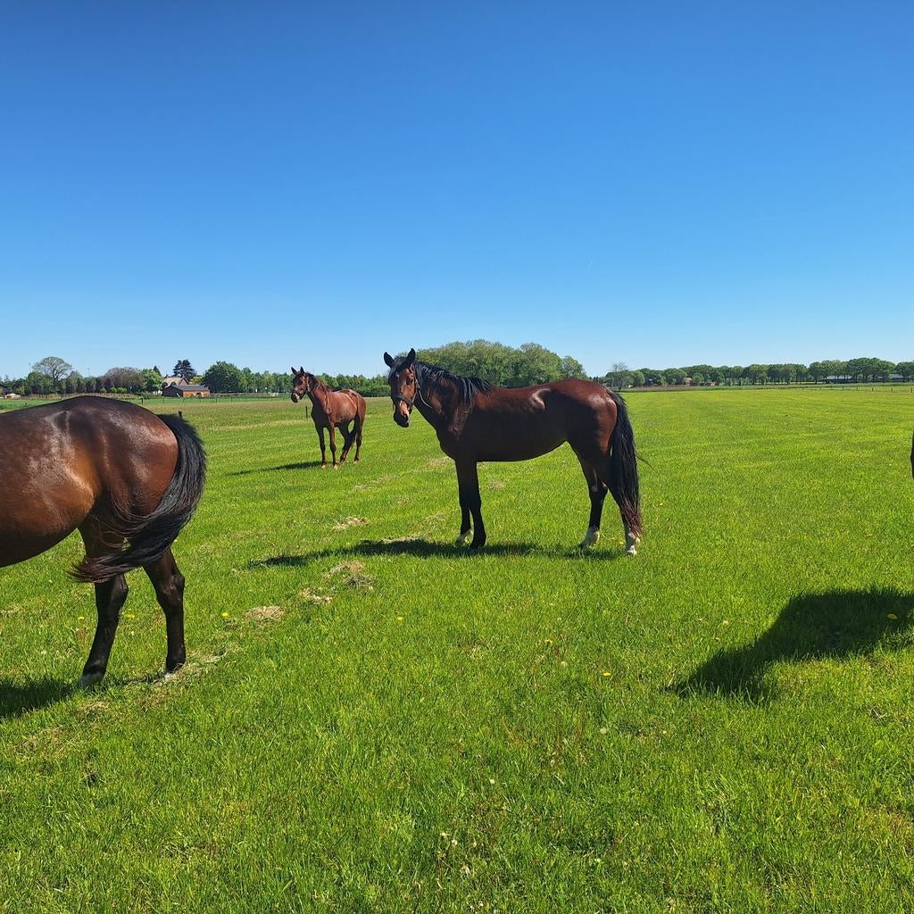 Springpaard, Merrie