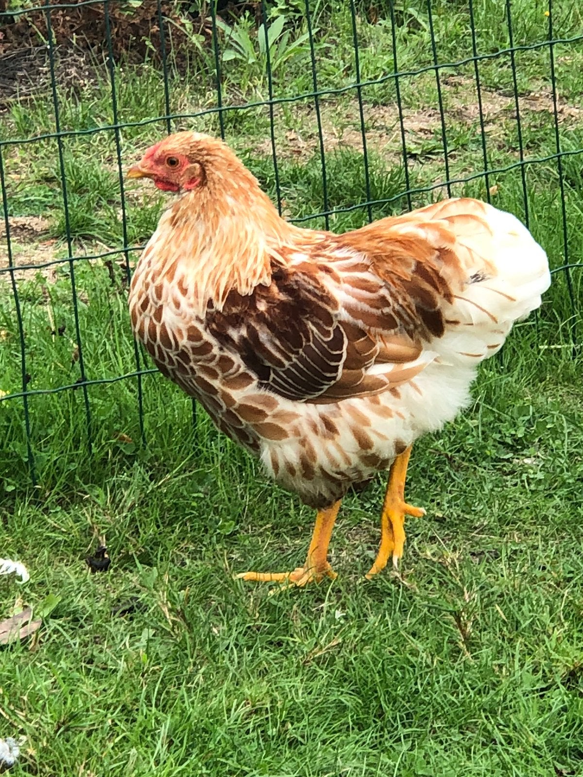 Wyandotte krielen goud witgezoomd