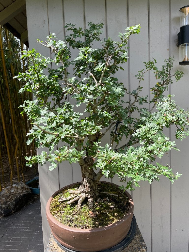 Meidoorn bonsai - roze bloemen, Tuin en Terras, Ophalen, In pot