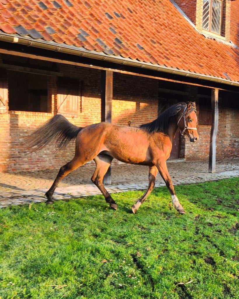 3jarige Hengst D-pony, Dieren en Toebehoren, Pony's, Hengst, 3 tot 6 jaar, Onbeleerd, Recreatiepony