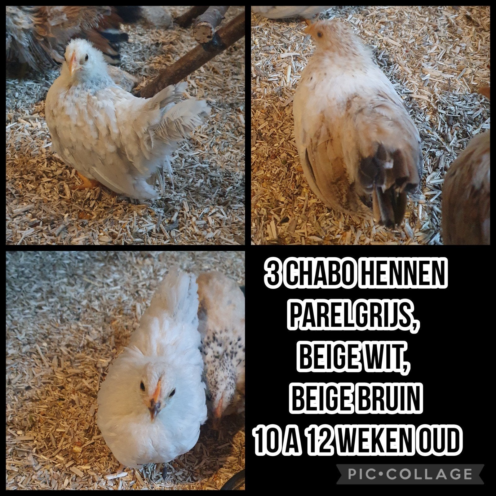 3 chabo hennen, Animaux & Accessoires, Volatiles