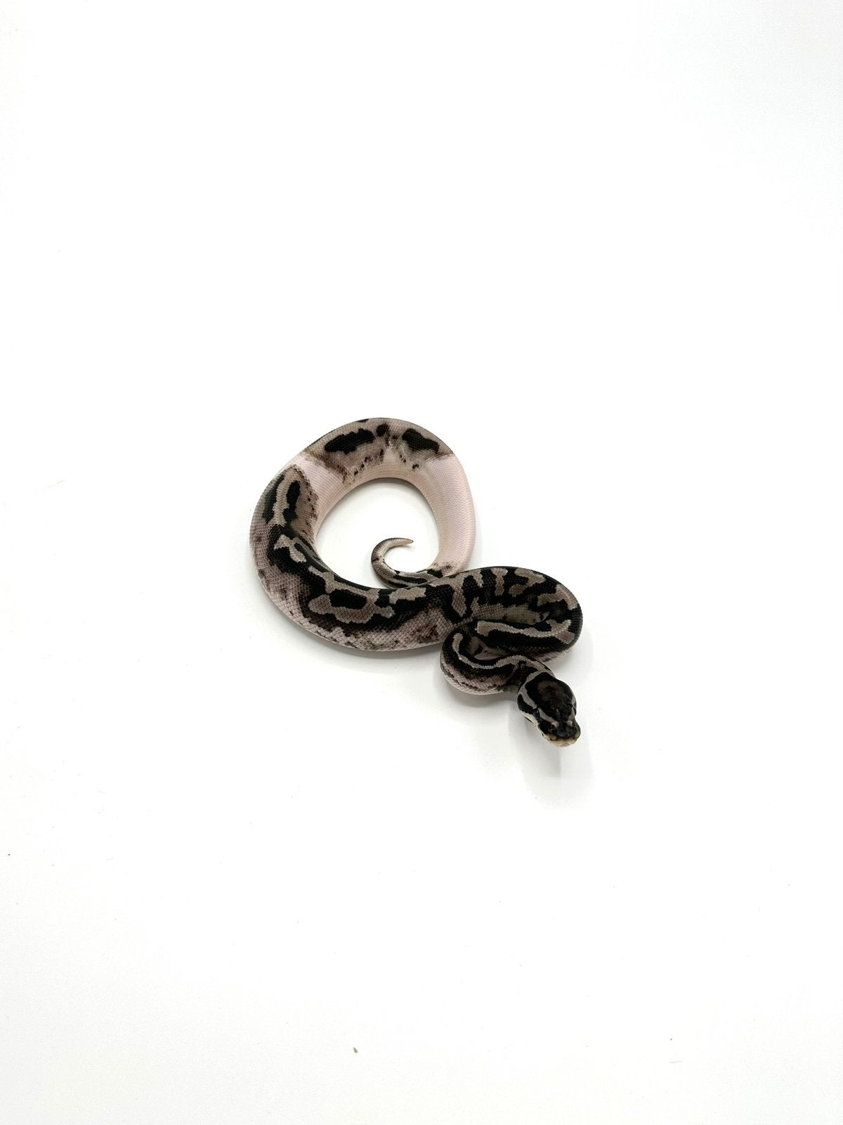 Diverse Python regius - koningspythons Ball Python photo 18