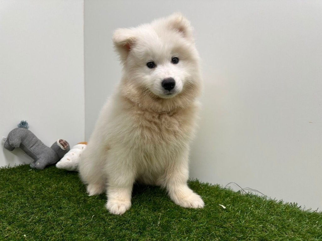 Chiot samoyède, Maladie de Carré (chiens), Loulou, Chien (mâle), Belgique