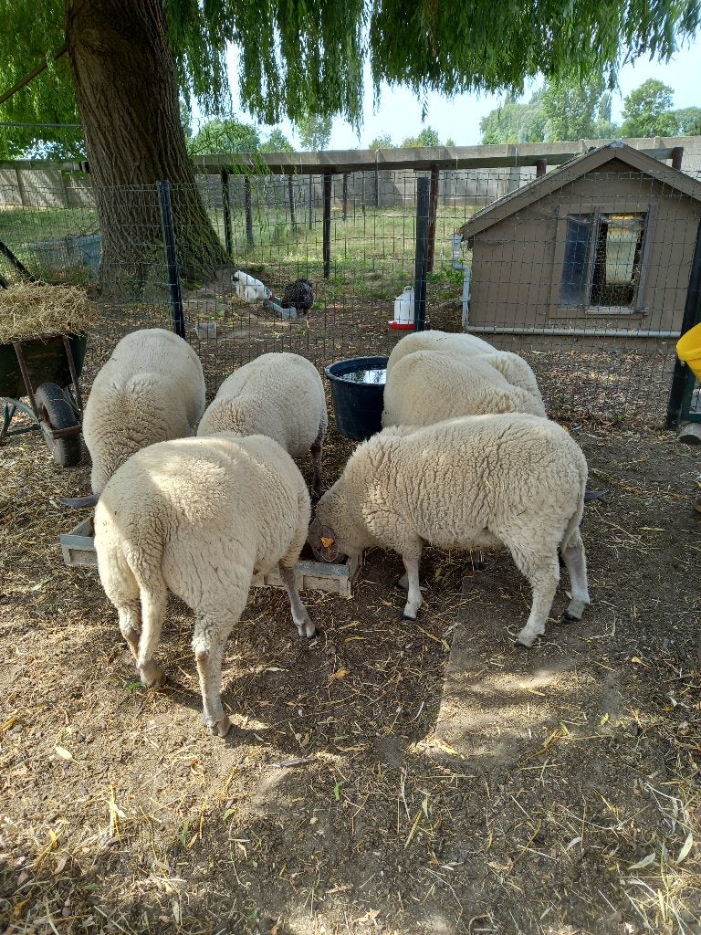 ooilammetjes, Animaux & Accessoires, Femelle, Mouton, 0 à 2 ans