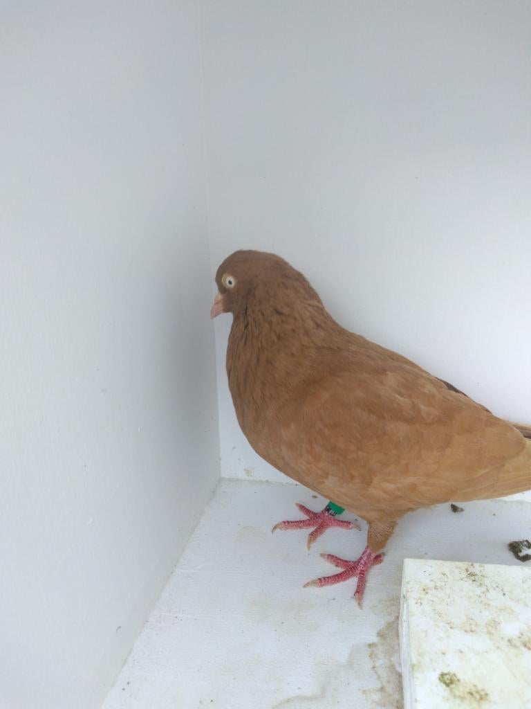 Belgische tuimelaar geel, Animaux & Accessoires, Oiseaux | Pigeons, Mâle, Pigeon culbutant ou Roller