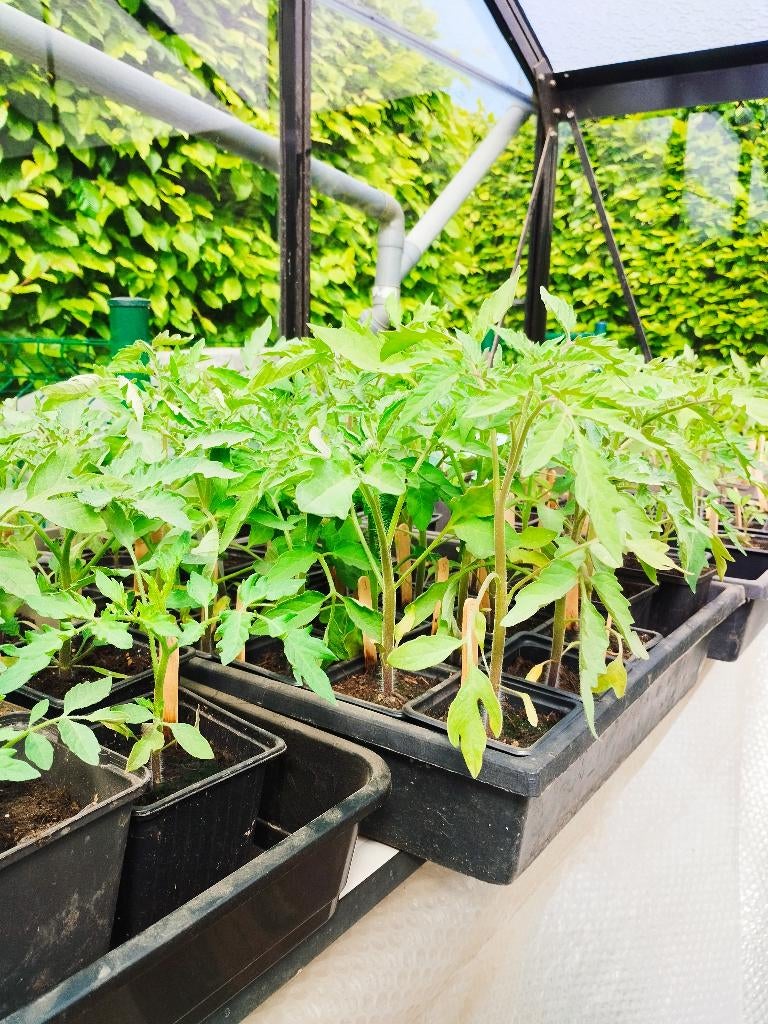 Tomatenplanten, Annuelle, Plein soleil, Été, Enlèvement