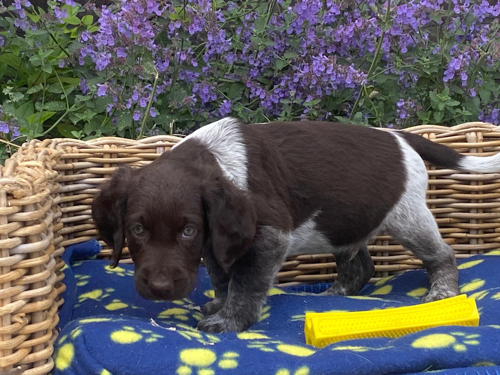 Heidelwachtel pups, Parvo, België, Overige rassen, 8 tot 15 weken