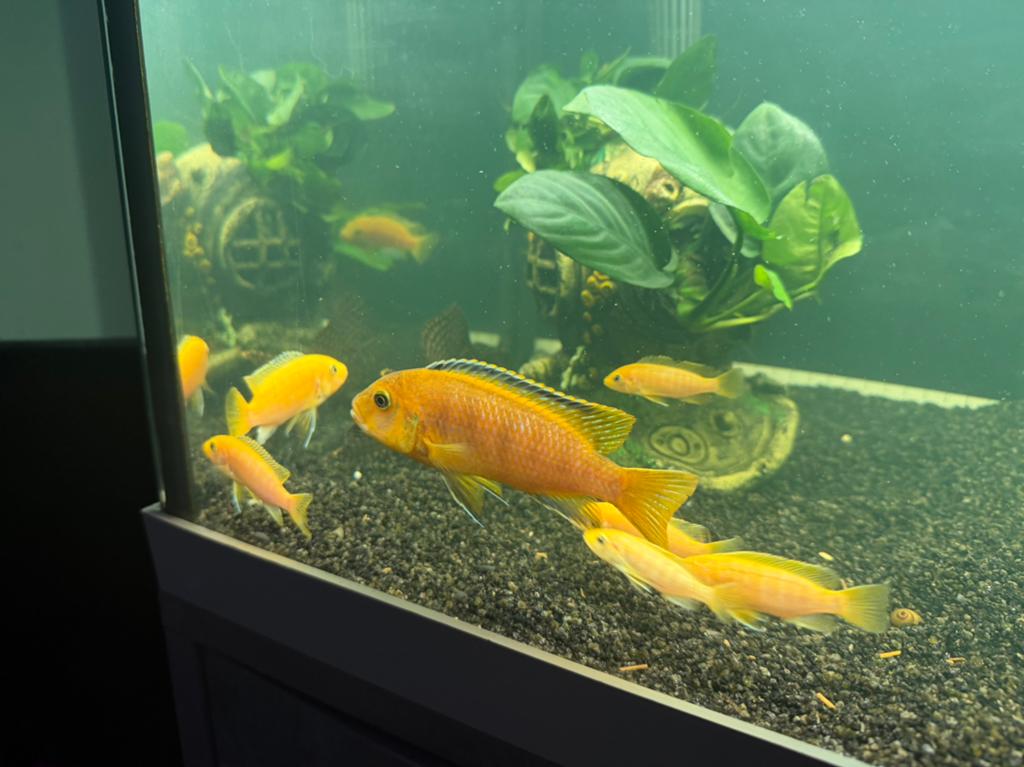 Jeune Poisson cichlidés du malawi, Animaux & Accessoires, Enlèvement