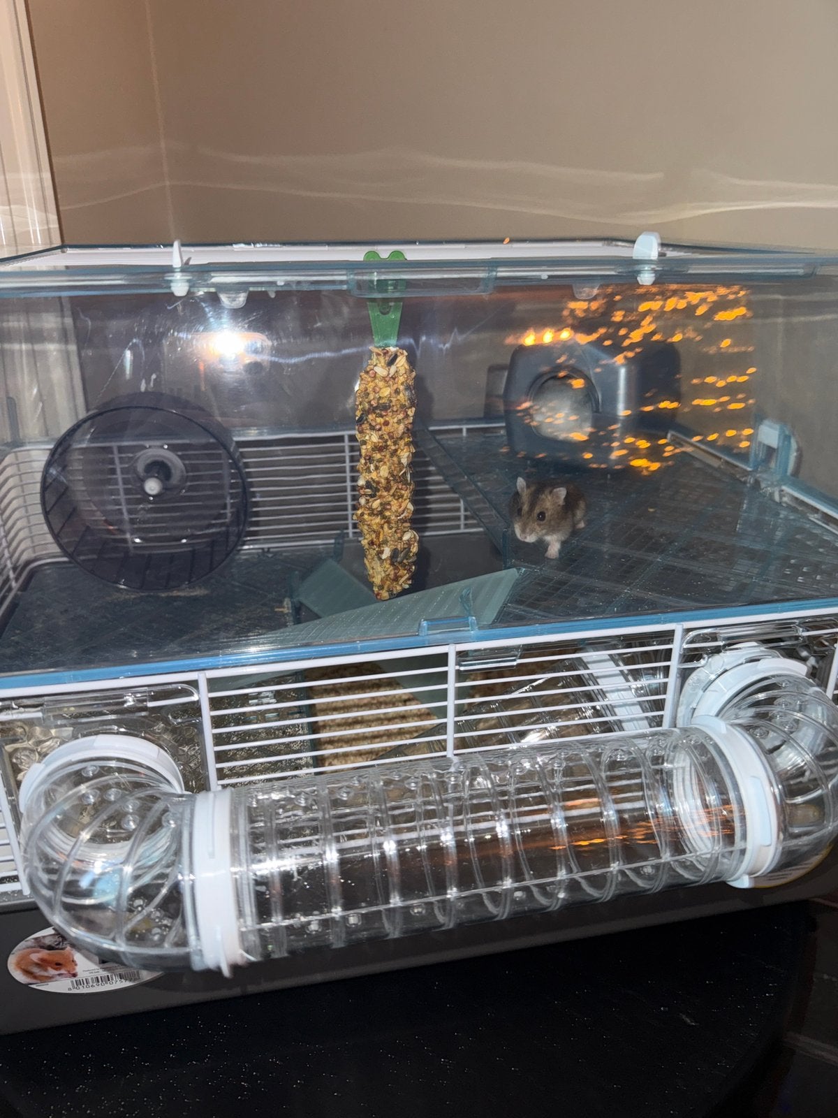 Russische dwerghamster van 1 jaar met volledig verblijf, Overige typen, Zo goed als nieuw, Hamster, 75 tot 110 cm