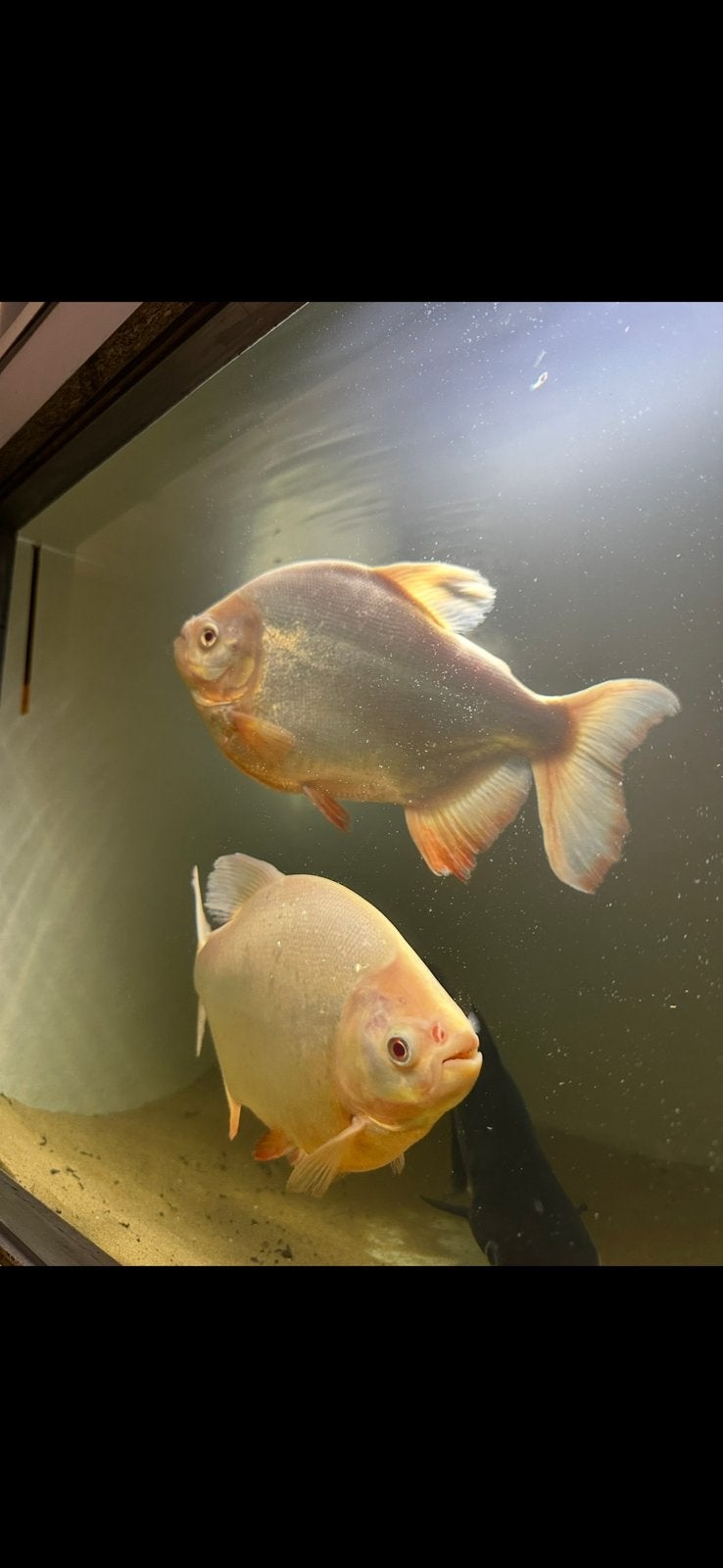 2x volwassen albino pacu’s, Animaux & Accessoires, Poissons | Poissons d'aquarium, Poisson, Poisson d'eau douce