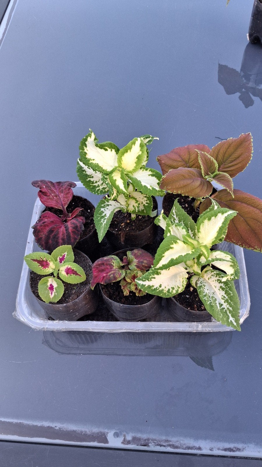 siernetel coleus, Maison & Meubles, Plantes d'intérieur, Enlèvement