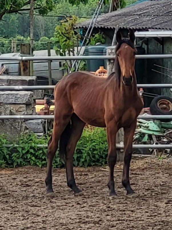 Jaarling hengst uit rechtstreekse moederlijn Coriano, Dieren en Toebehoren, Paarden, Hengst