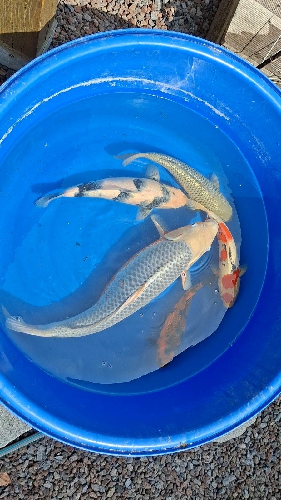 Japanse koi shiro utsuri, Dieren en Toebehoren, Vissen | Vijvervissen, Karper of Koi